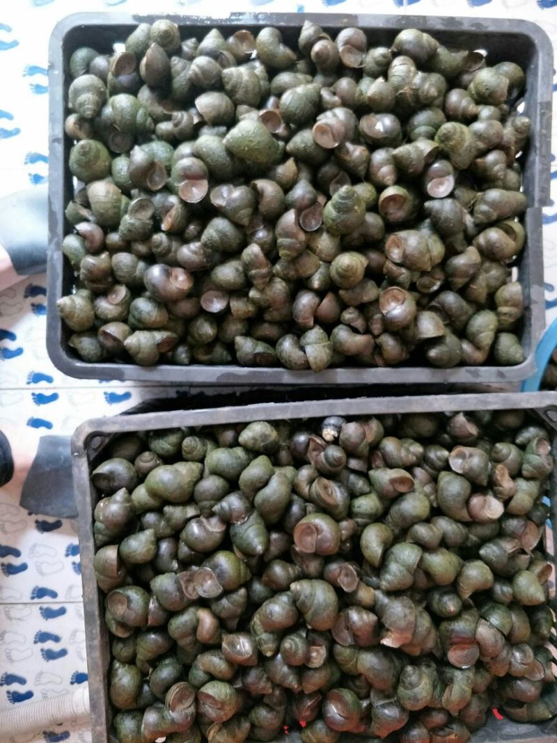中华圆田螺食用鲜活