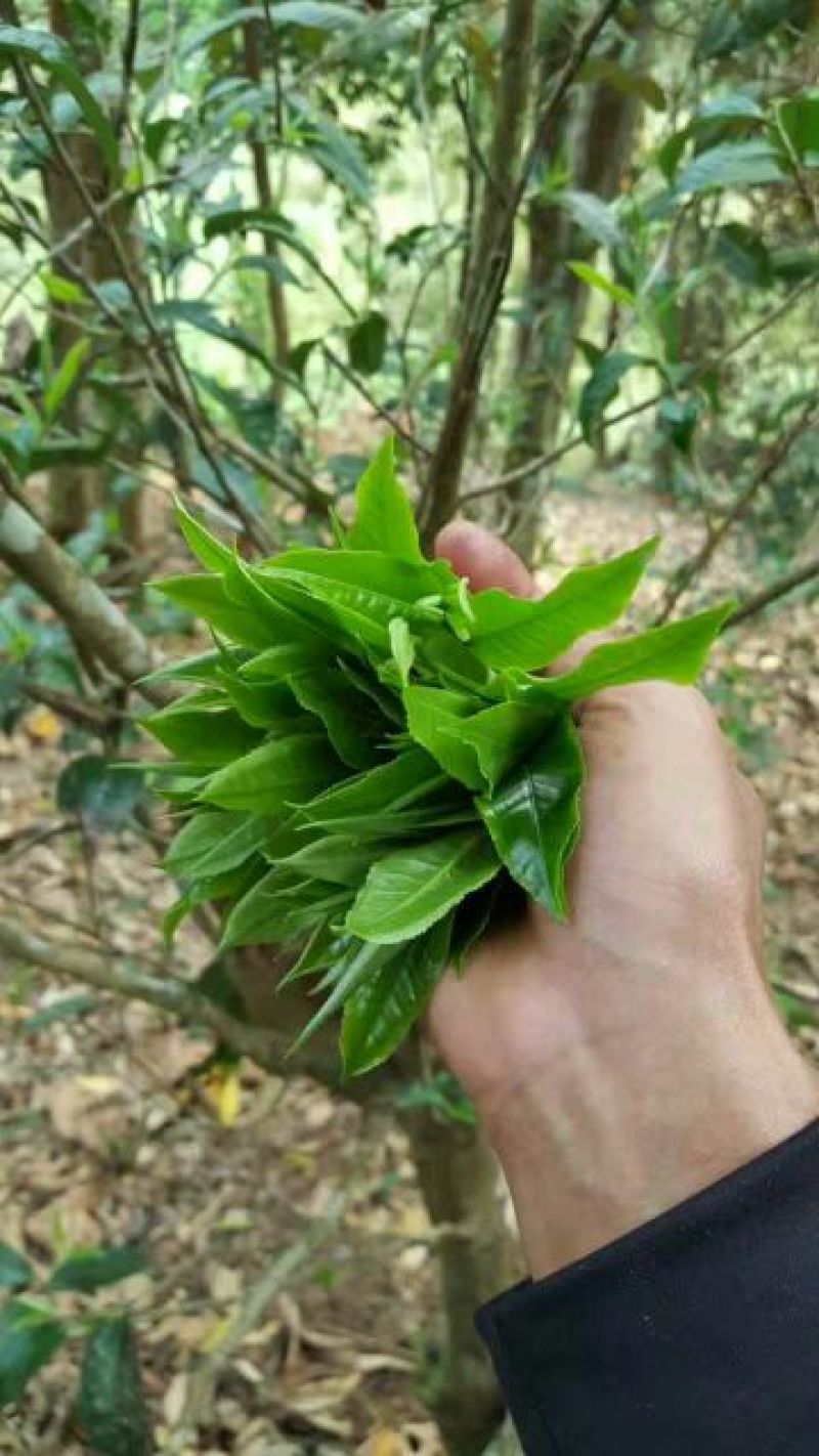 普洱茶二级
