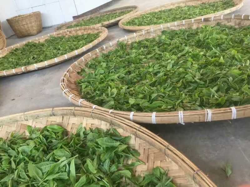 普洱茶二级