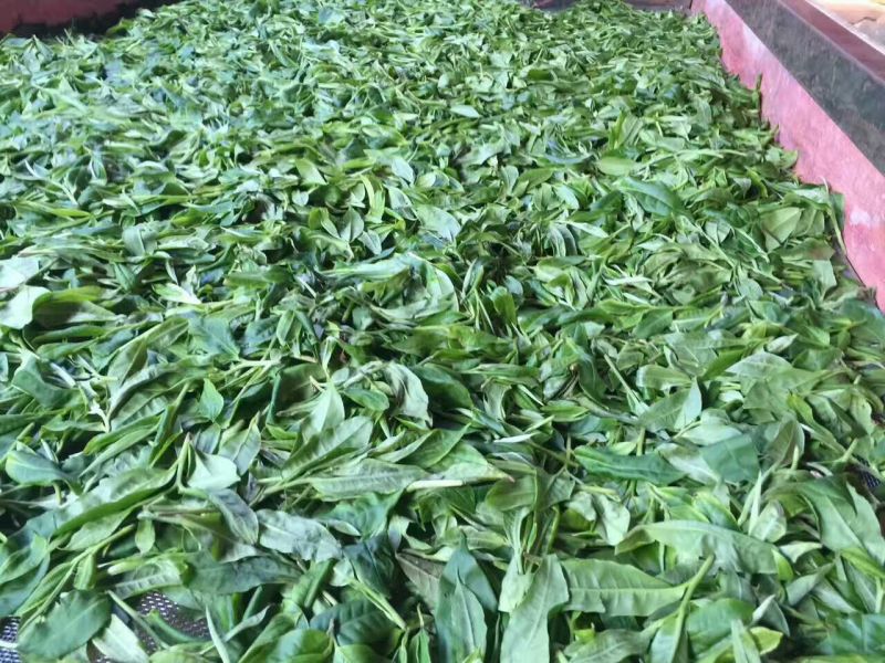 普洱茶二级