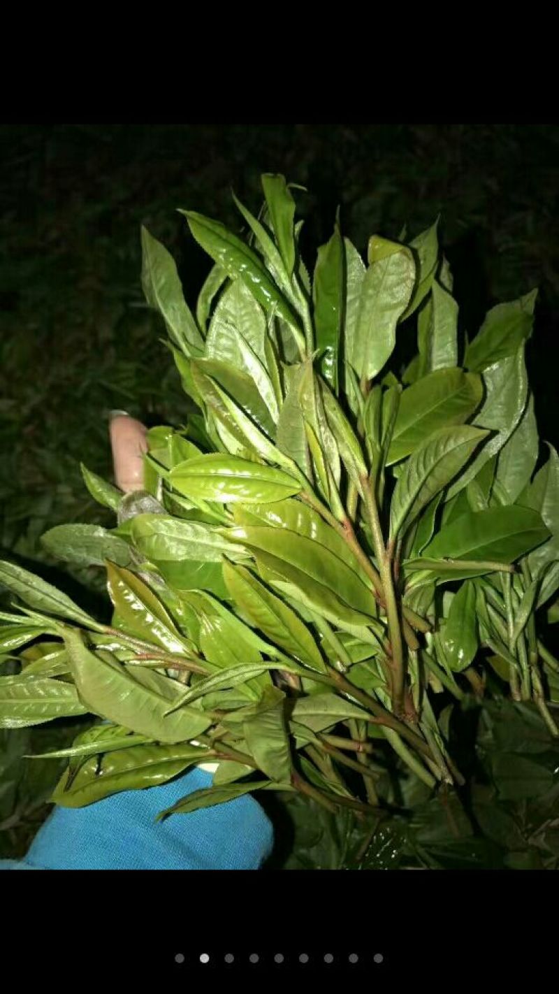 普洱茶三级