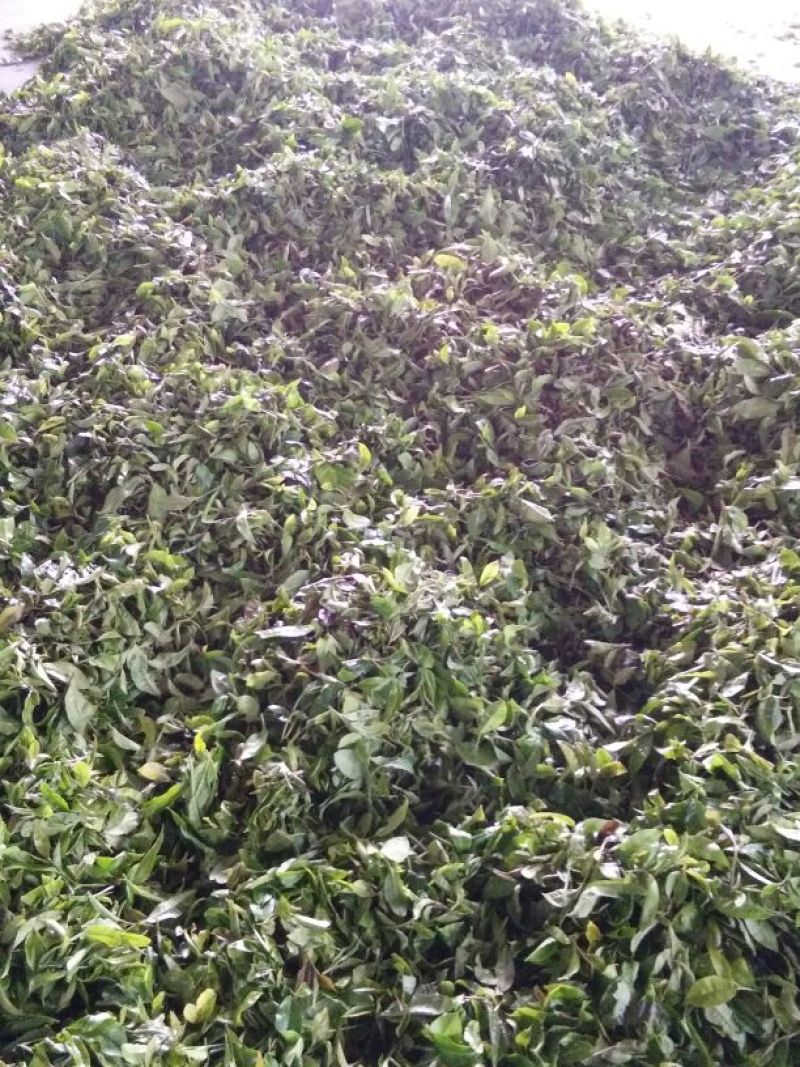 普洱茶三级