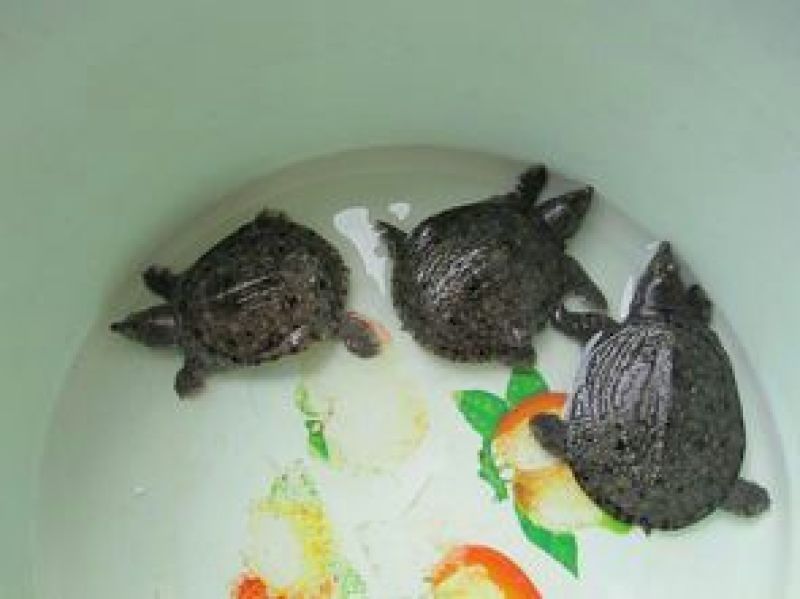 甲鱼苗鱼苗