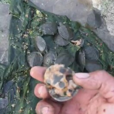 甲鱼苗鱼苗