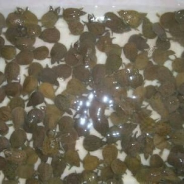甲鱼苗鱼苗