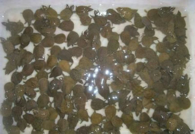 甲鱼苗鱼苗