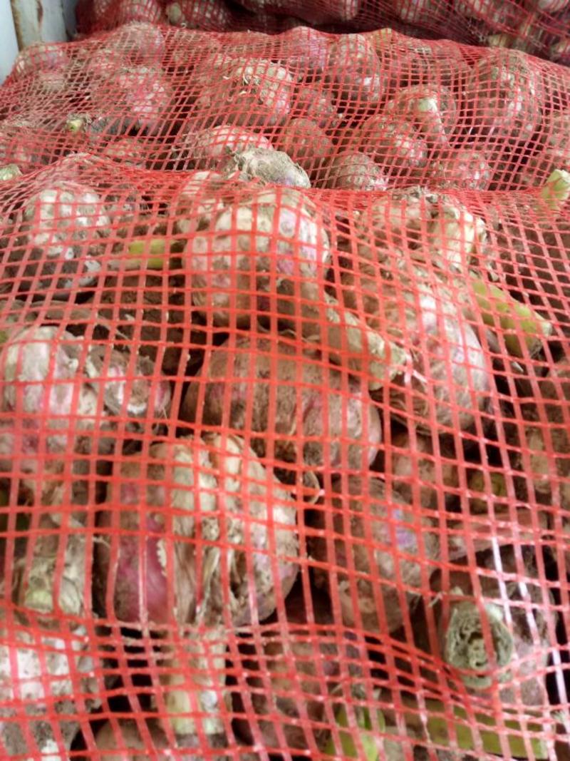 大蒜5~5.5cm鲜蒜，基地发货紫皮蒜，量大从优