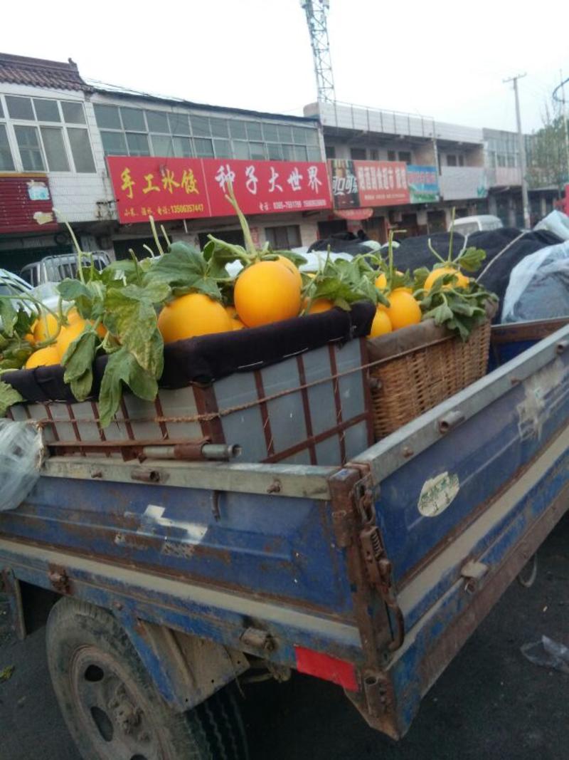 已大量上》九红瑞香瓜产地直消，供货量大，免费代办