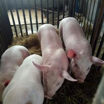 山西沂州种猪场直销健康猪苗防疫全瘦肉率高抗病力强仔猪