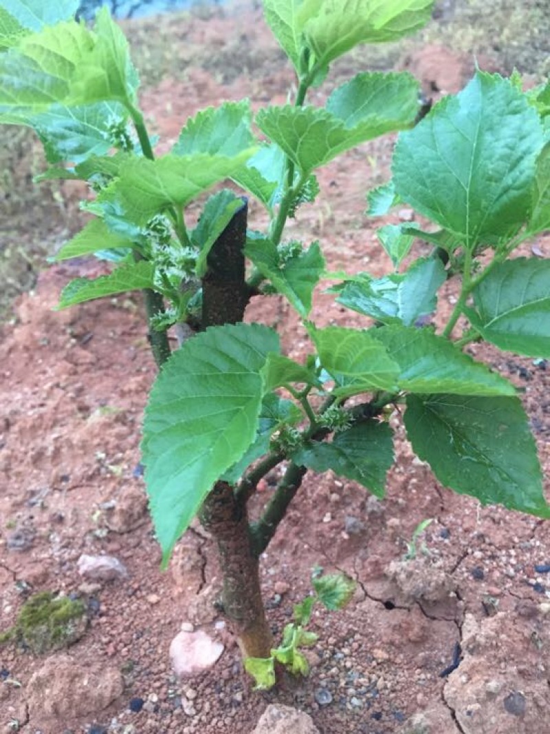 桑椹树苗桑枣树，无籽大十苗