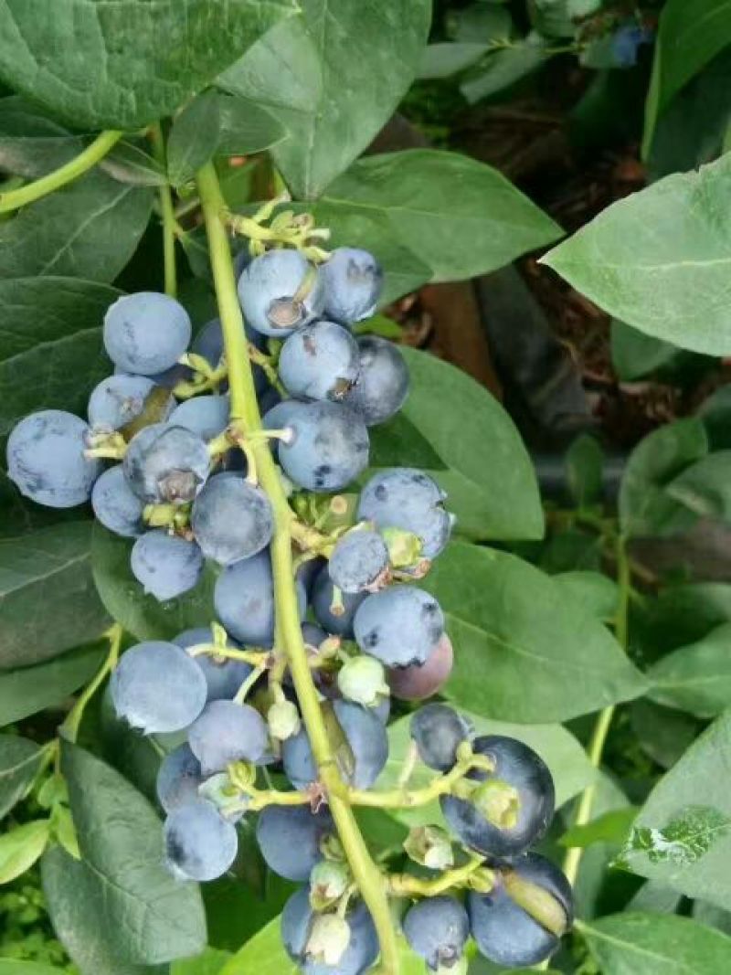 蓝莓鲜果10~12mm以上