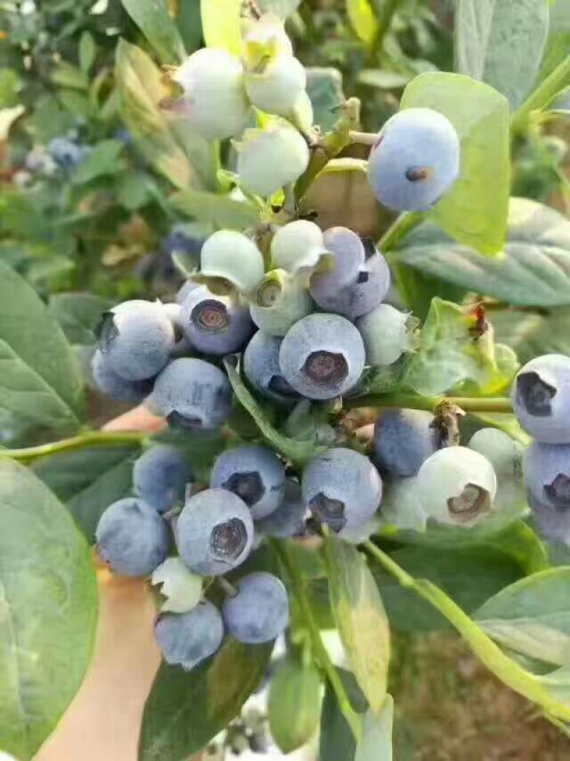 蓝莓鲜果10~12mm以上