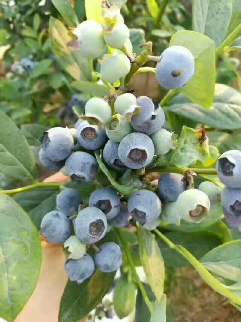 蓝莓鲜果10~12mm以上