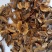 分心木特级新疆干货2斤起包邮量大从优