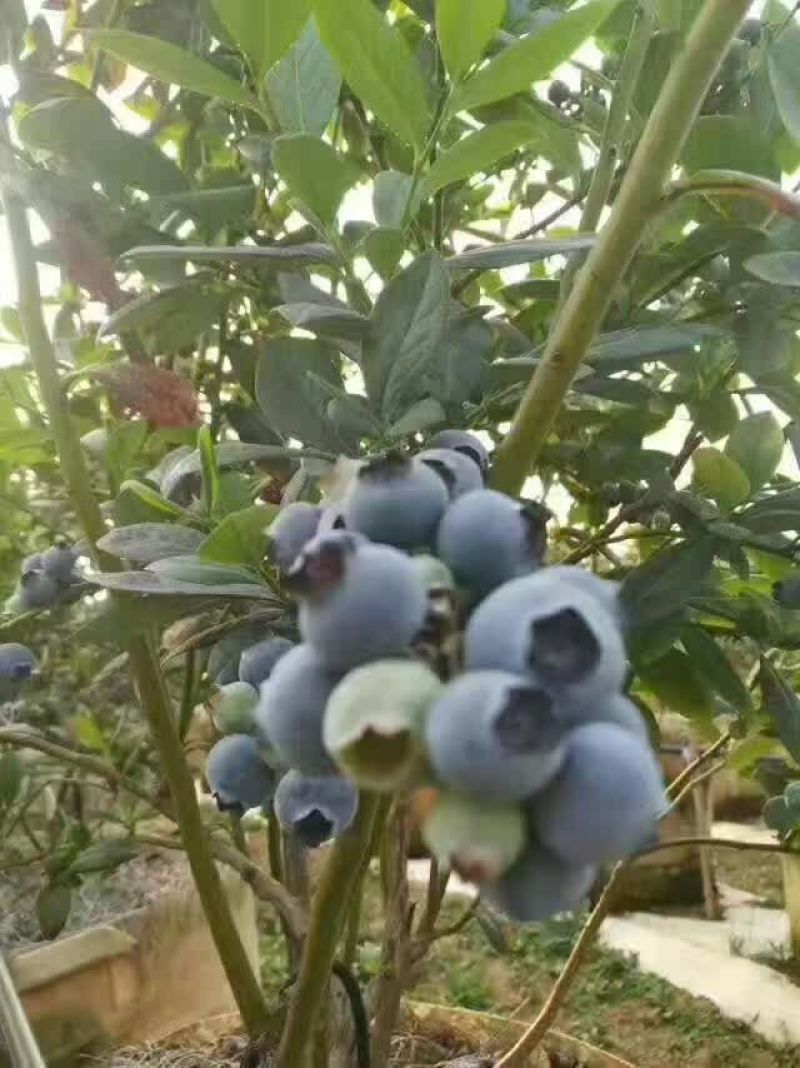 蓝莓鲜果6~8mm以上