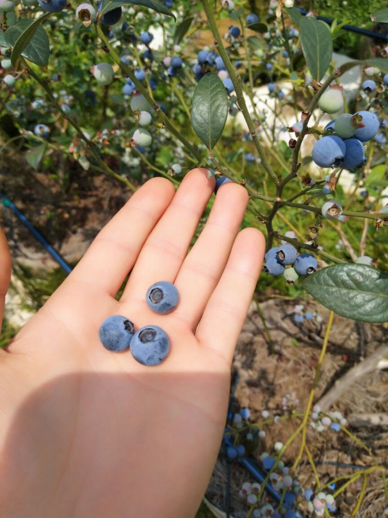 蓝莓鲜果6~8mm以上