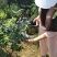 蓝莓鲜果6~8mm以上