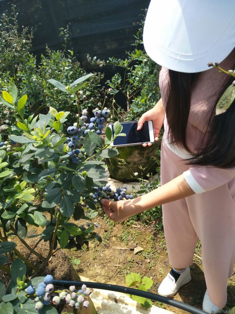 蓝莓鲜果6~8mm以上
