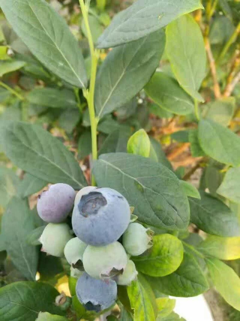 蓝莓鲜果6~8mm以上