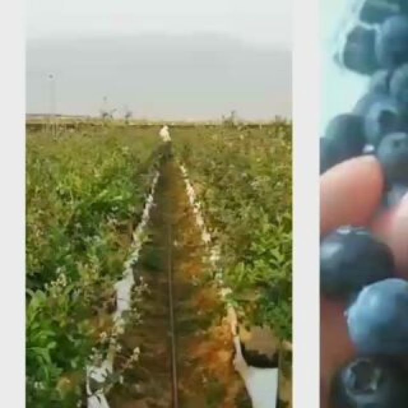 蓝莓鲜果6~8mm以上