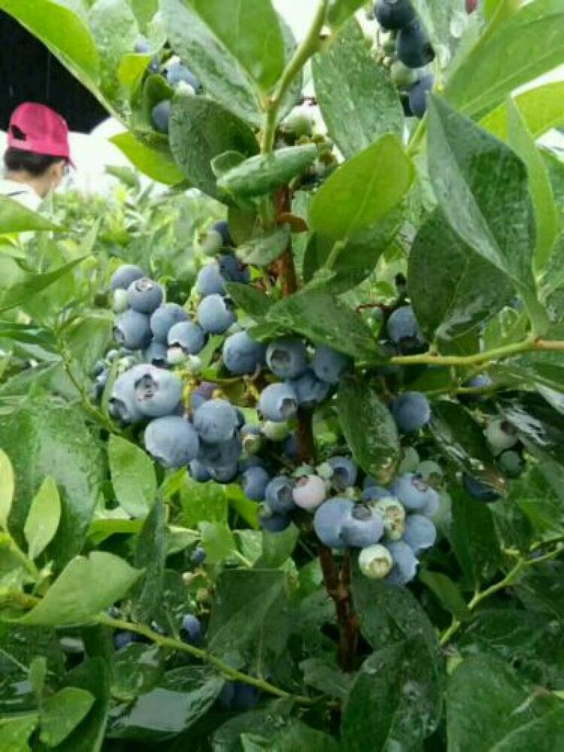 蓝莓鲜果6~8mm以上