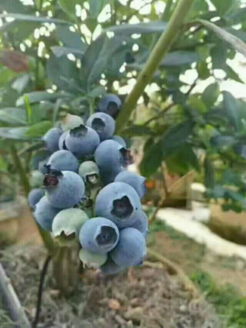 蓝莓鲜果6~8mm以上