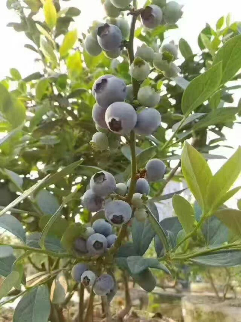 蓝莓鲜果6~8mm以上