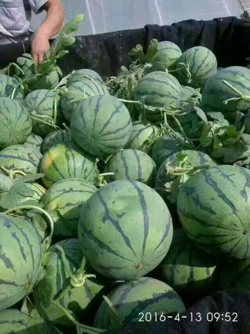 京欣西瓜7斤打底9成熟1茬