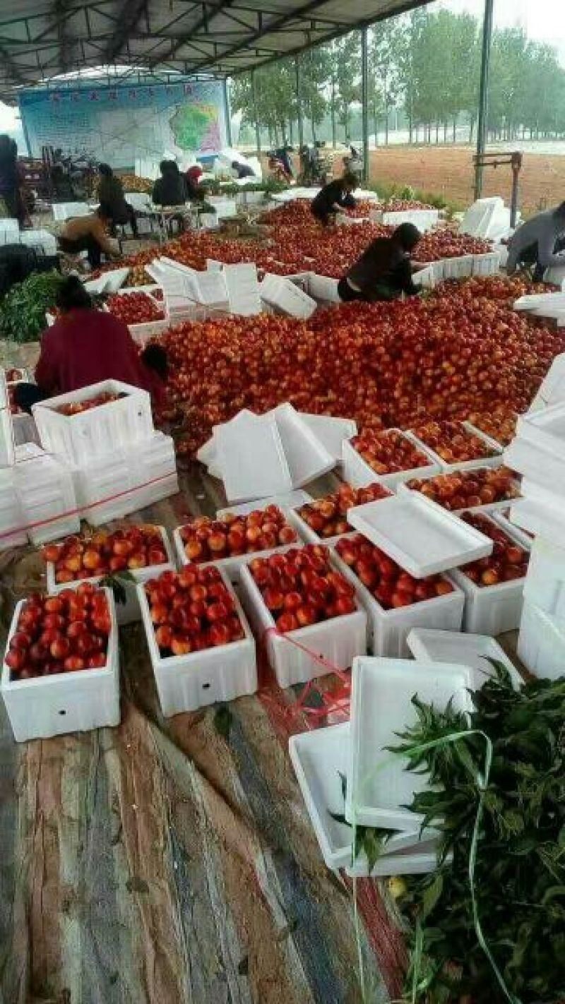 中油4号油桃3两以上