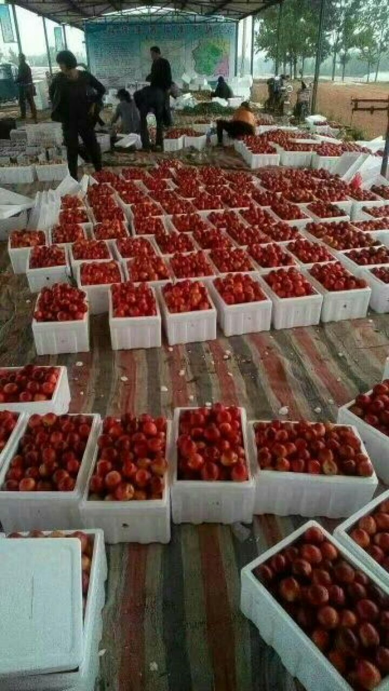 中油4号油桃3两以上