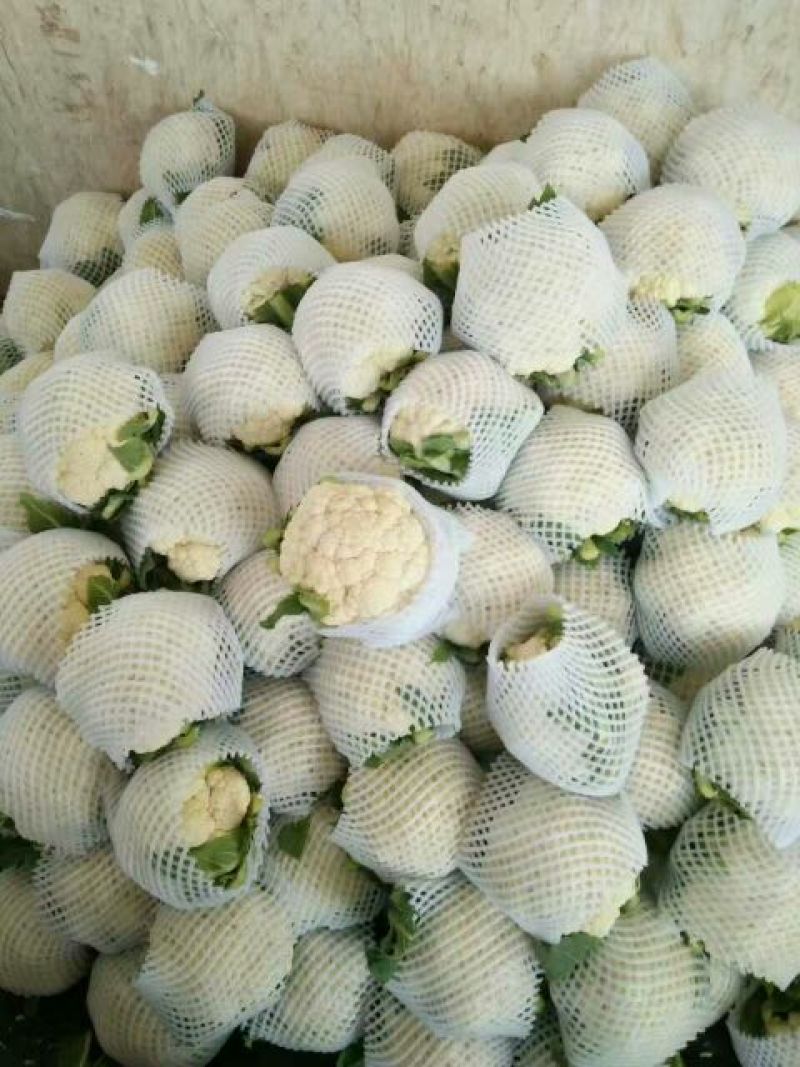 小白花花菜实花花菜产地直发可对接商超市场欢迎咨询