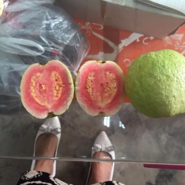 西瓜番石榴苗