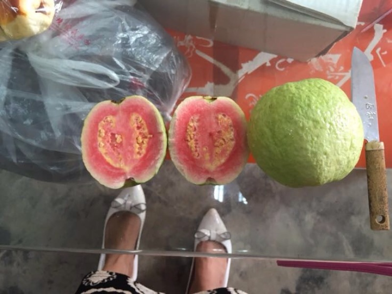西瓜番石榴苗
