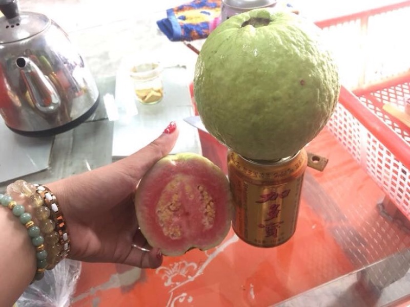 西瓜番石榴苗