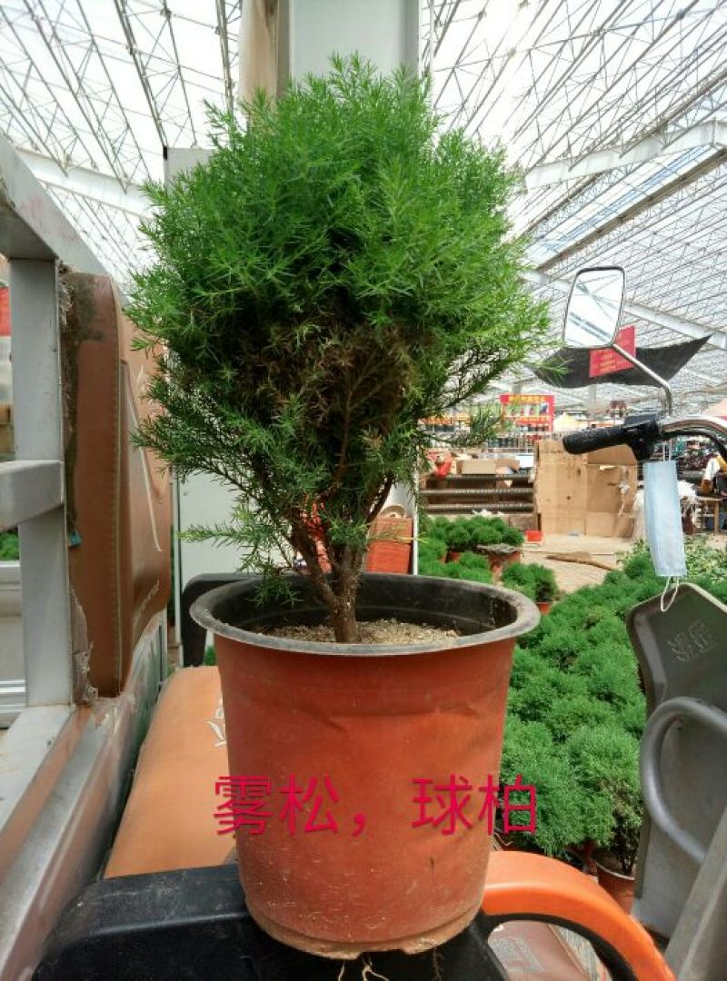 九里香（常年供应，产地直销）各种规格，花香四溢，是绿化庭