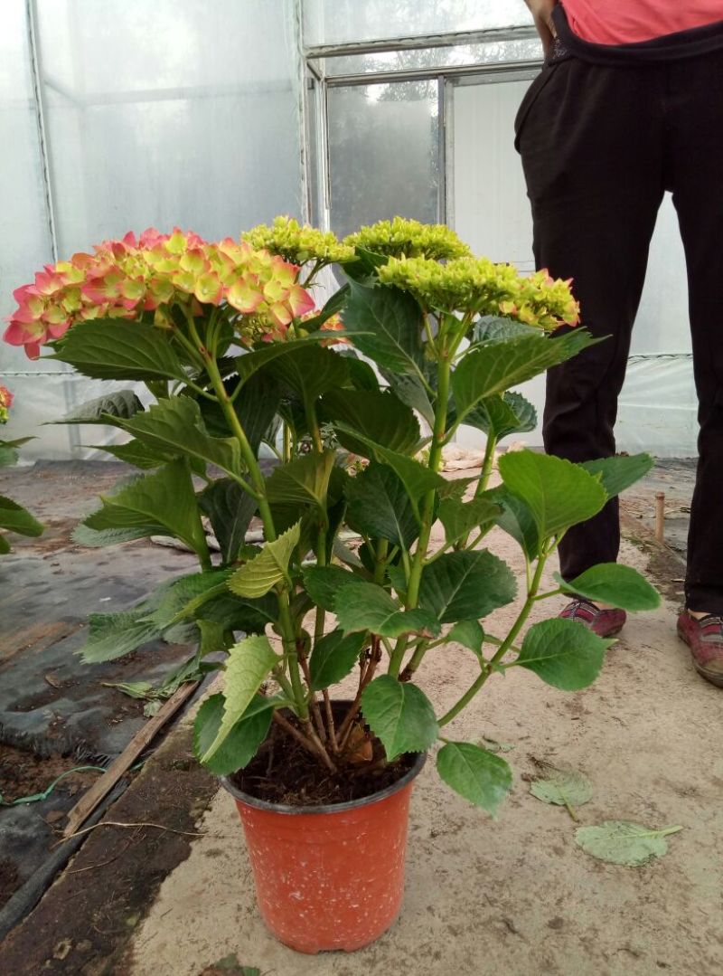 九里香（常年供应，产地直销）各种规格，花香四溢，是绿化庭