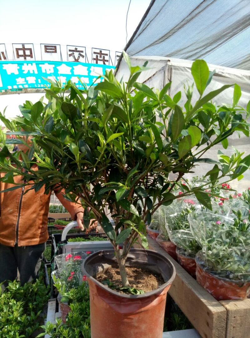 九里香（常年供应，产地直销）各种规格，花香四溢，是绿化庭