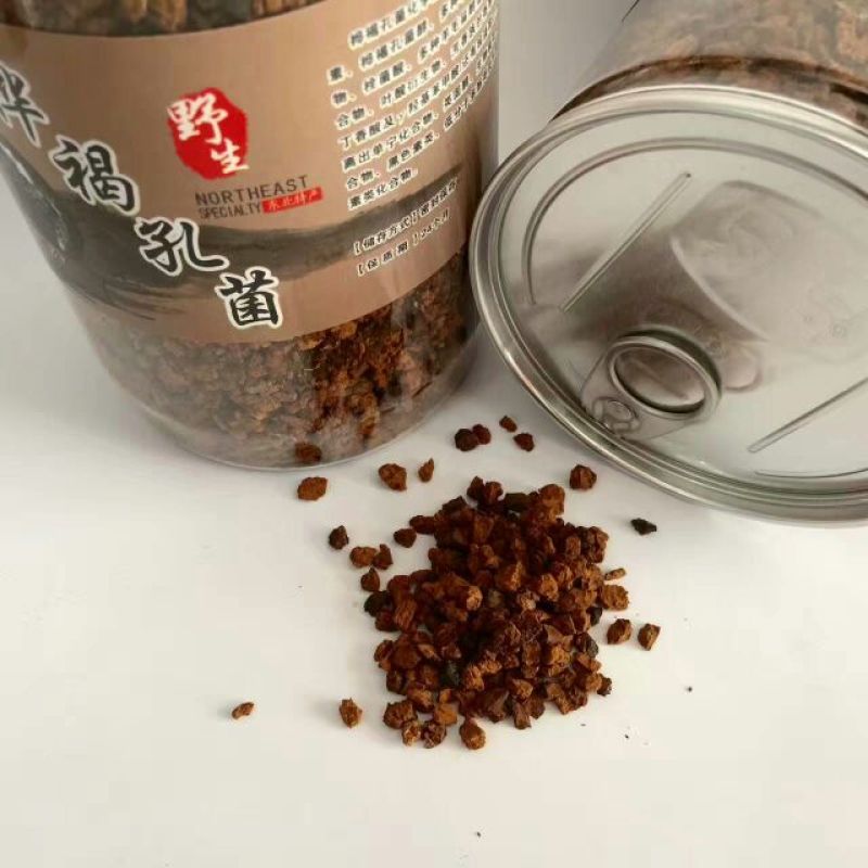 桦褐孔菌