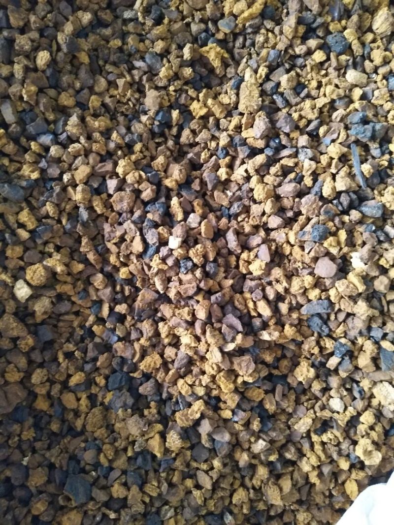 桦褐孔菌