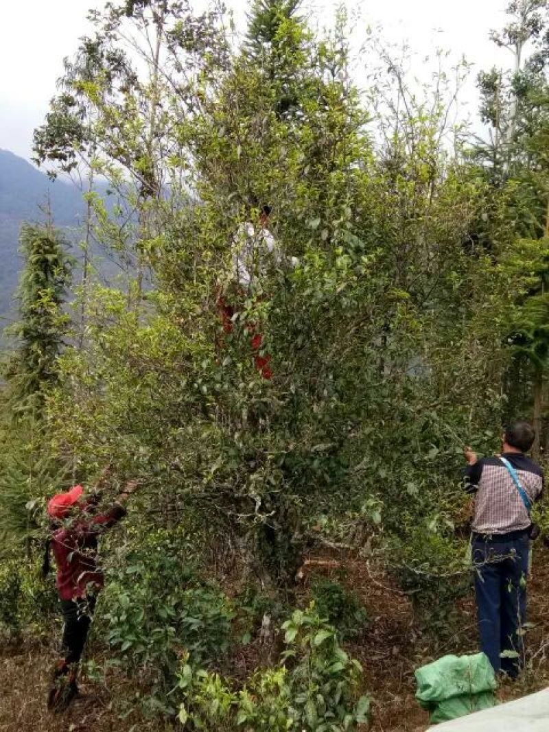 古树普洱茶一级