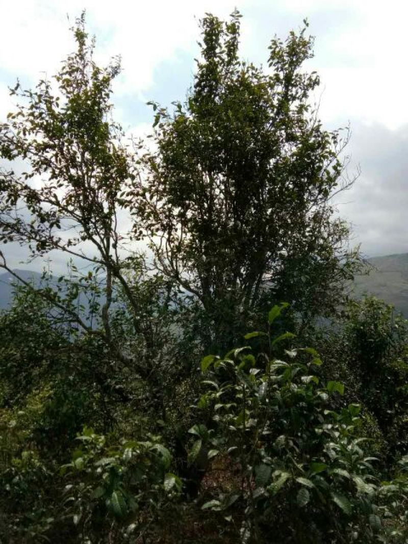 古树普洱茶一级