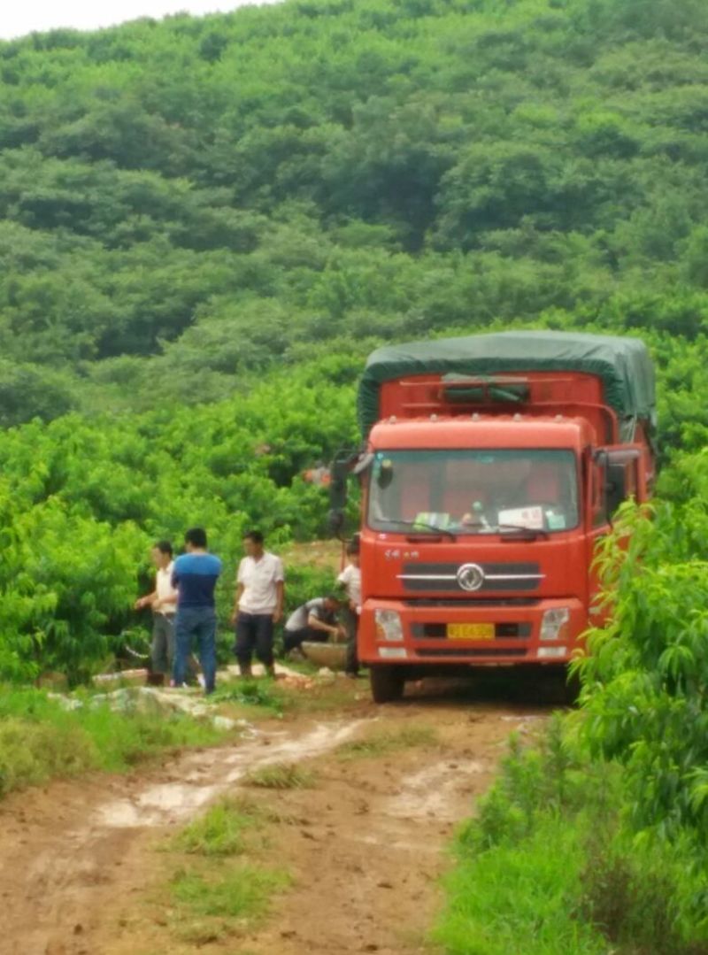 （毛桃红不软，特早红、突围、新西兰等已大量上市
