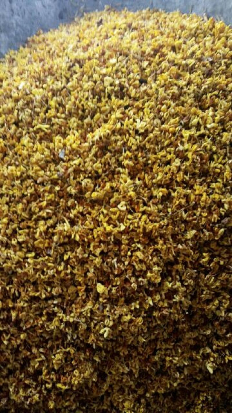 花茶桂花食用桂花药用桂花泡水泡茶