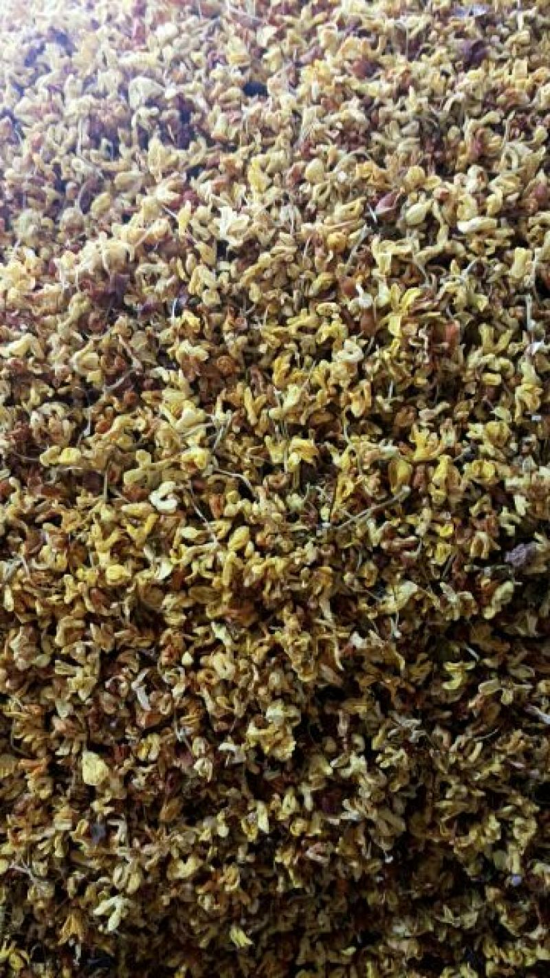 花茶桂花食用桂花药用桂花泡水泡茶