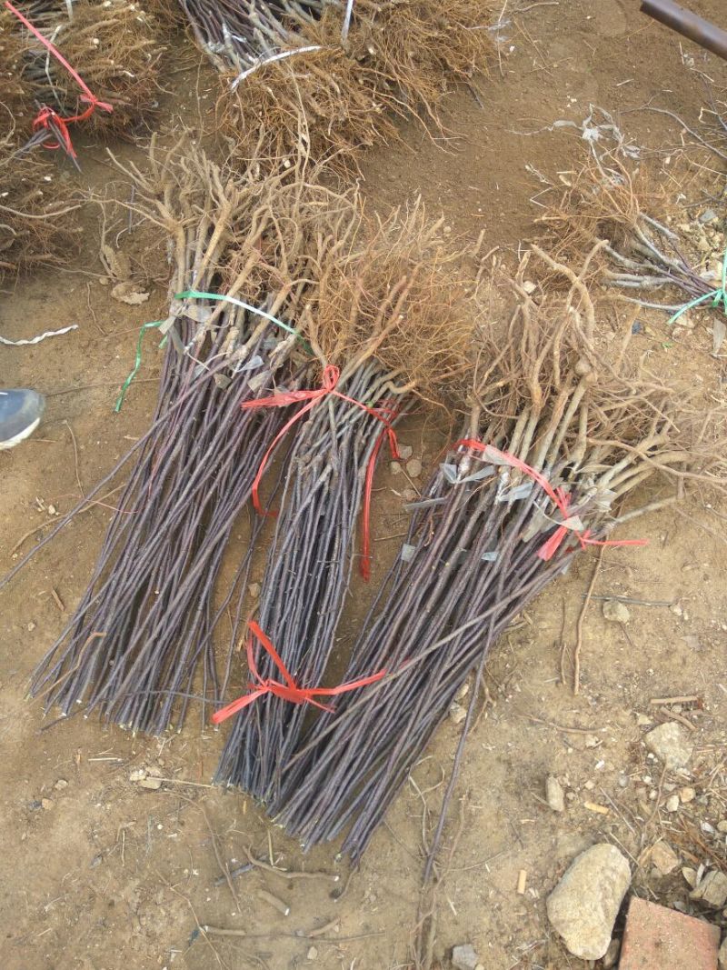 红肉苹果树苗瑞士红肉苹果苗119~06包邮