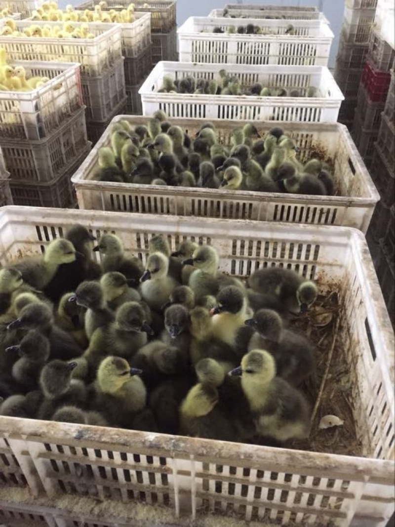 狮头鹅苗