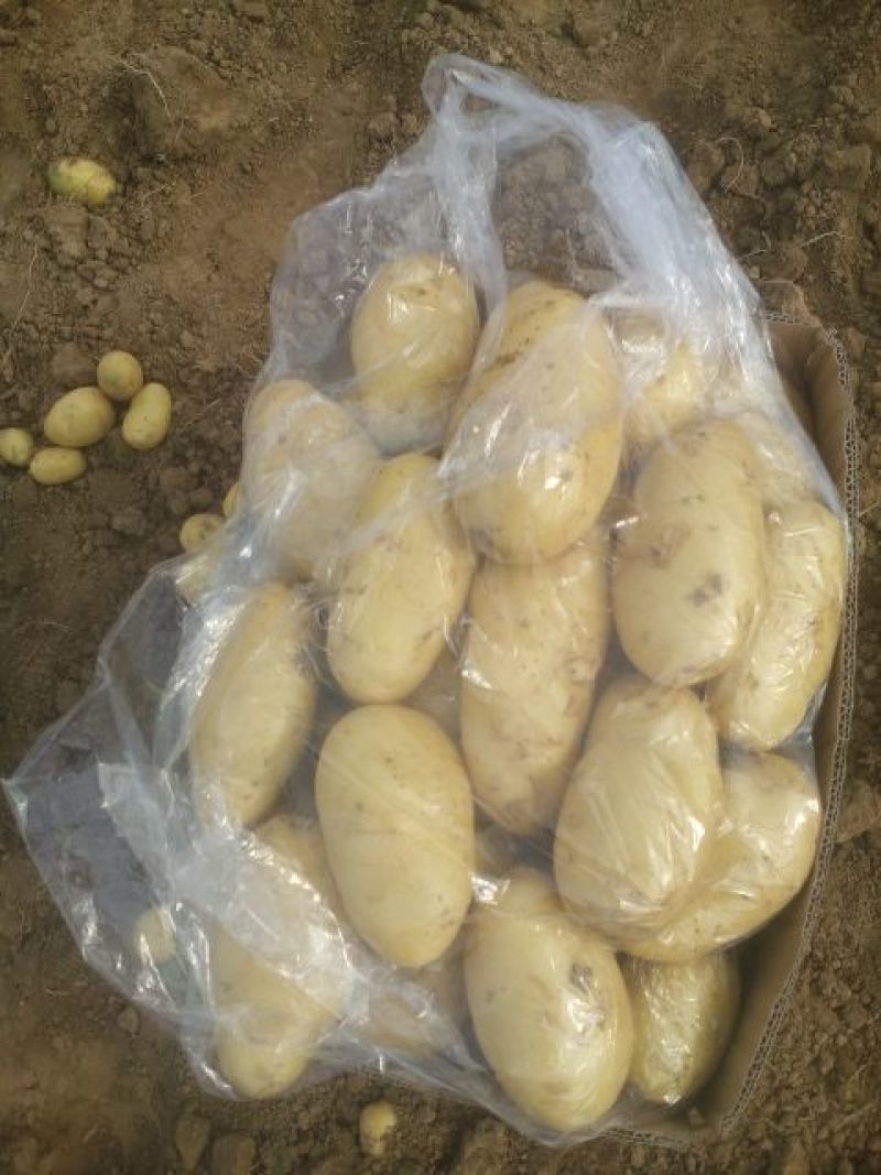 荷兰十五土豆滕州新土豆，精品