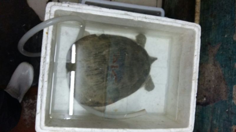 野生甲鱼2.5~3斤