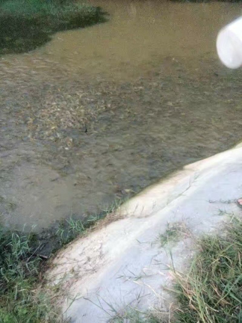 土鲶鱼食用