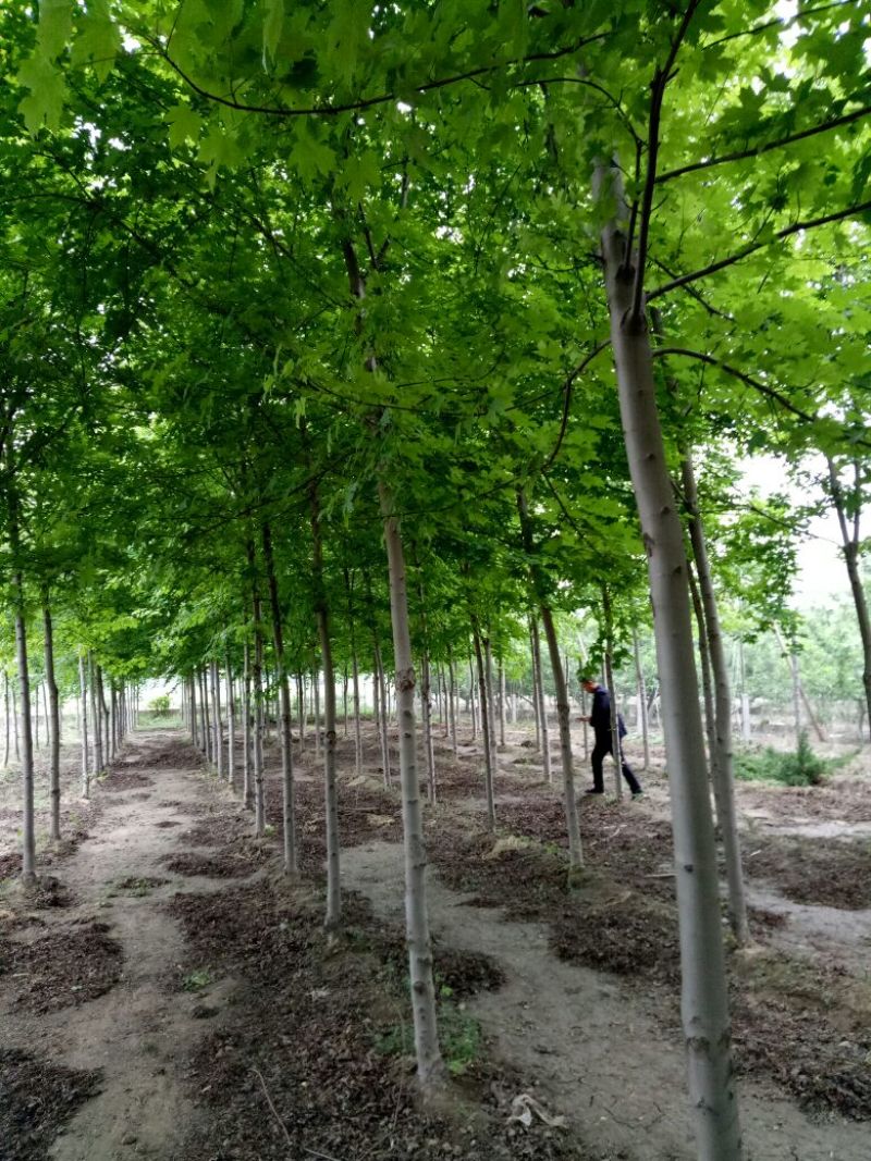 美国红枫141~170cm基地直发量大从优保质保量
